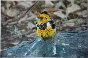 Crested Barbet Full